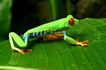 Rana ojos rojos