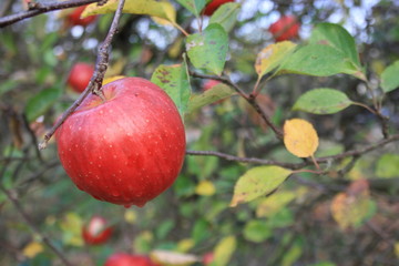 Red apple on apple tree in late autumn orchard