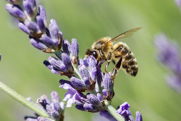 abeille butine lavande
