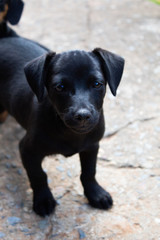 Fototapeta premium Doggo