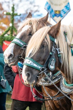 Leonhardi decorated big cold blooded horses Bad Toelz Germany