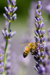 abeille sur fleur de lavande