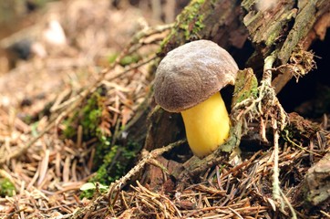 Boletus regius - rare and protect king bolete in forrest