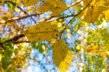 yellow leaves on trees
