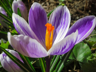 Сlose up of large purple King of Striped Crocus on a sunny spring day. Nature concept for design