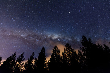 Fototapeta na wymiar Pine Trees Beneath Milky Way