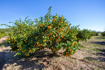 Fototapeta na wymiar Fresh organik agriculture; tangerine tree. Turkey / Izmir