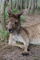 Naklejka na ściany i meble Liegendes Känguru in Australien