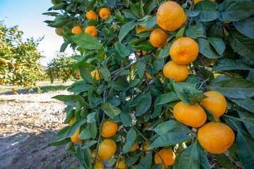 Fresh organik agriculture; tangerine tree. Turkey / Izmir