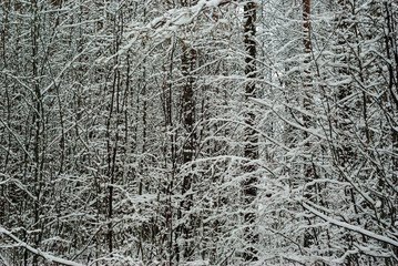 background, landscape - winter forest thicket after snowfall