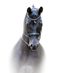 black trakehner dressage horse portrait isolated on white