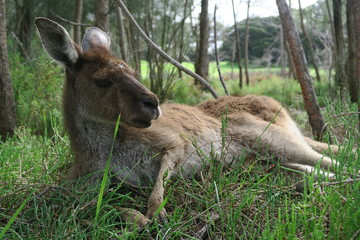 Liegendes Känguru in Australien