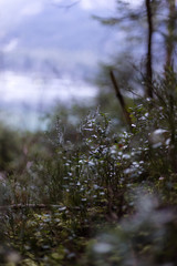 Frost Close up. Am Eibsee bei Morgengrauen mit Nebel und klarem Blick auf die Berge.	