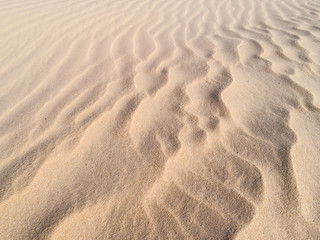 Beautiful dune of Parnaíba, Brazil. 
