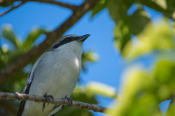 bird