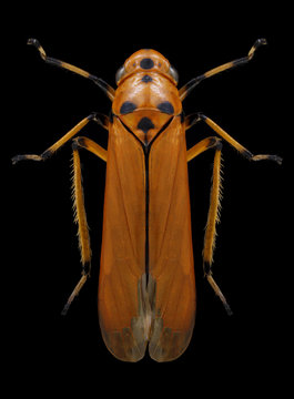 Cicada Bothrogonia ferruginea on a black background