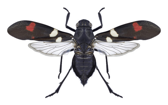 Cicada Callitettix versicolor on a white background