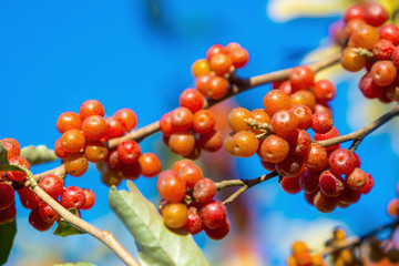 ripe berries on a tree in autumn