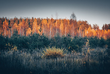 sunset in the forest