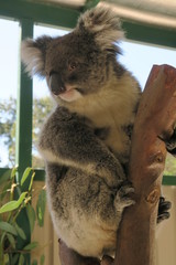 Koala in Australien