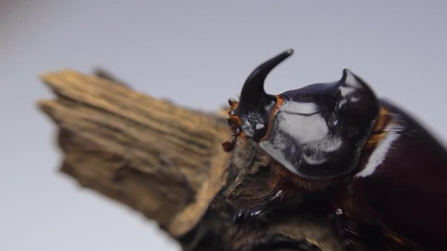 Shiny rhinoceros beetle sits on the tip of a branch and wiggles its mustache on a white background. Macro
