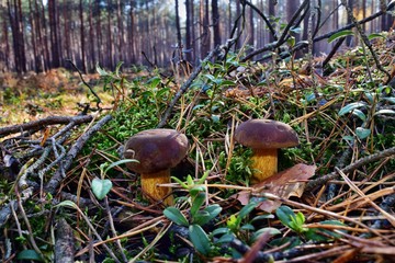  Xerocomus badius mushrooms