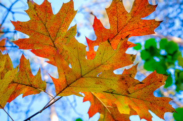 yellow leaves on trees