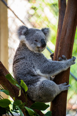 Fototapeta na wymiar Koala bear in Australia
