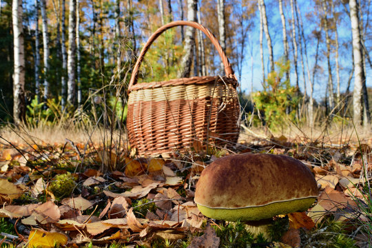  Boletus edulis edible mushroom with a wicker basket