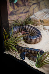 Snake in Australia