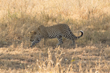 Leopard walking in Serengeti, Tanzania