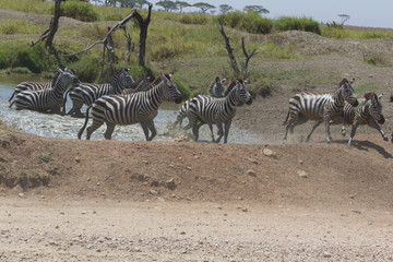 Fototapeta na wymiar Zebra running quickly through water in Serengeti, Tanzania