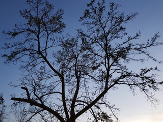 Arbre 