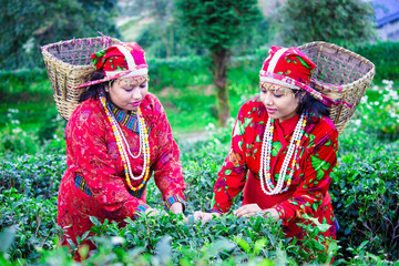 PICKING DARJEELING TEA
