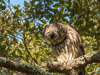 Barred Owl