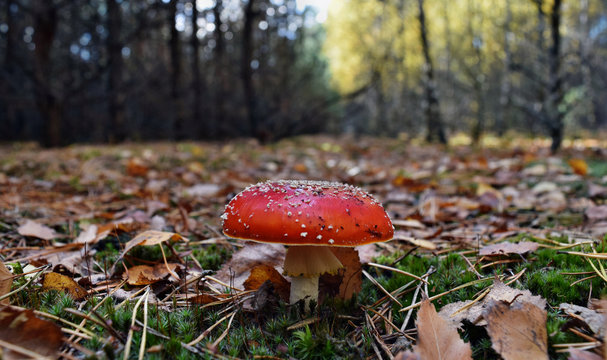 Toxic mushroom amanita muscaria