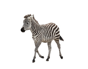 Fototapeta na wymiar Zebra foal on white background isolated