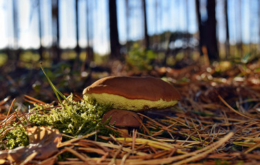  Xerocomus badius mushrooms