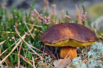 Xerocomus badius edible mushroom