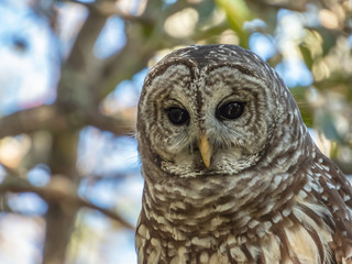 Barred Owl