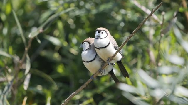 17% slow motion clip of a double-barred finch pair on a branch inside a walk-in avairy in new south wales, australia