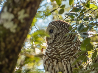 Barred Owl