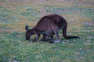 Kangaroo mit Baby im Beutel