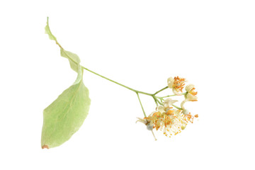 Fresh healthy linden flowers on a white background