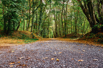 Waldweg im Herbst aus der Insektenperspektive. Der Weg ist verziert mit gefallenen braunen Blättern. Am Straßenrand sind die Bäume noch überwiegend grün. Gremberger Wald in Köln / Deutschland.
