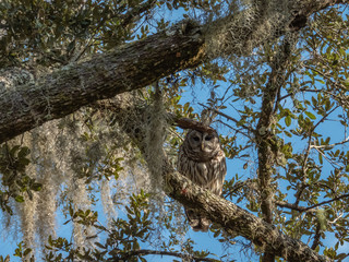 Barred Owl