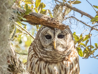 Barred Owl