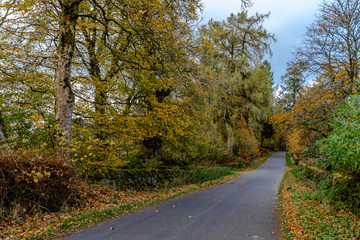 A rural Scottish road with brightly lit autumnal trees