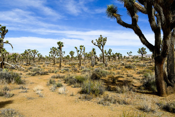 trees in the desert