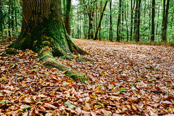 Ein mit Moos geschmückter Baumstamm am Waldweg, Das bunte Laub bedeckt den Weg. Goldener Herbst im Gremberger Wäldchen - Köln/Deutschland